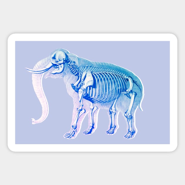 Elephant X-Ray Skeleton Magnet by matts.graphics